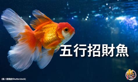 風水魚要養幾隻|養魚招財：新手必看